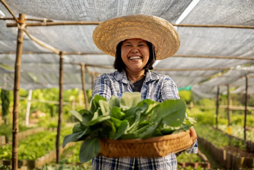A Thai farmer harvesting fresh vegetables, supporting Green & Sunny